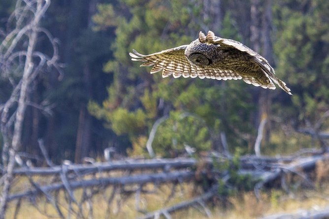 yellowstone-private-upper-loop-tour-with-lunch