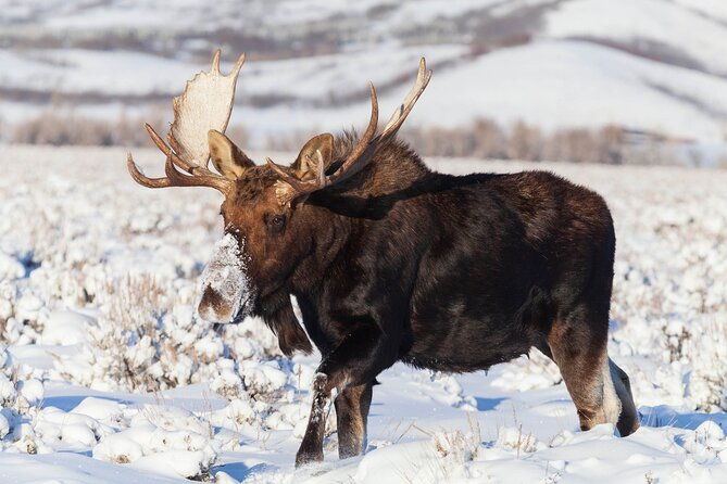 yellowstone-snowshoe-safari-from-bozeman-private-tour-2