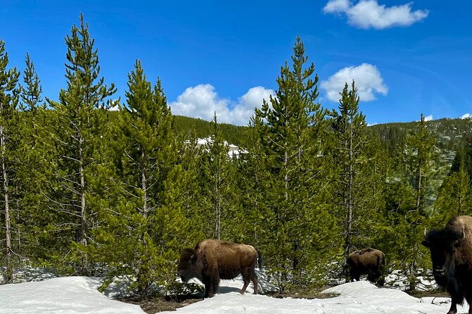 yellowstone-wildlife-and-photo-tours-upper-loop-tour-from-cody-2