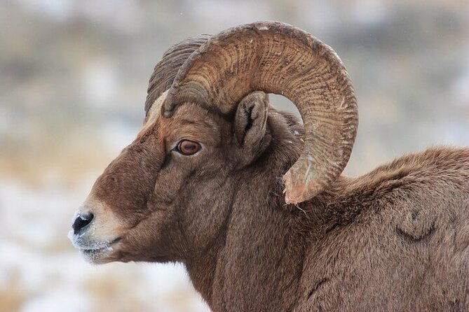 yellowstone-winter-wildlife-safari-from-bozeman