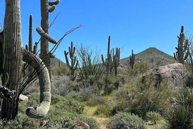 1-2-hour-sonoran-desert-private-guided-hiking-tour