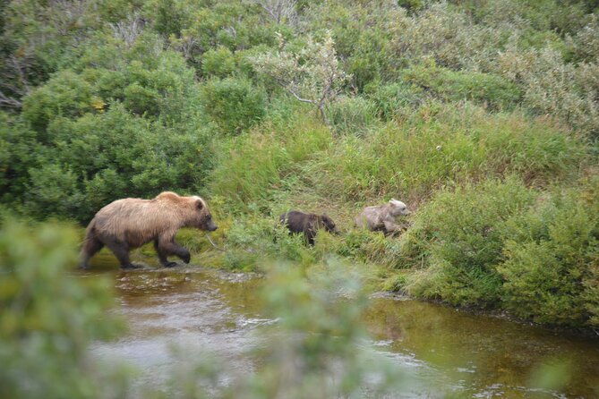 2-park-bear-viewing-adventure-to-katmai-and-lake-clark-np