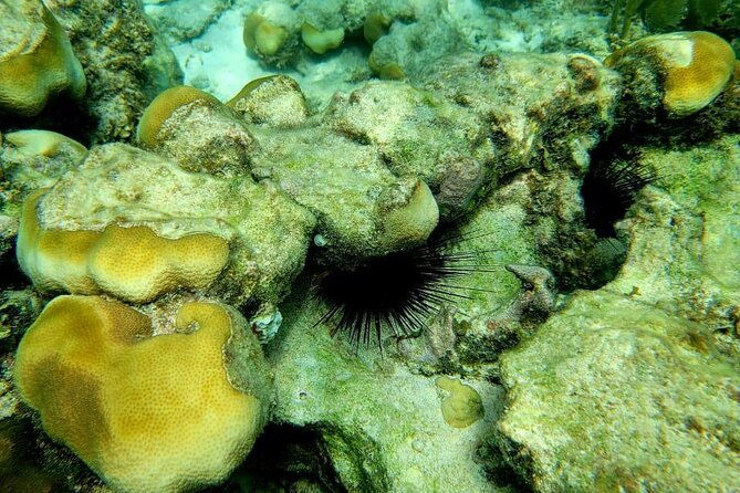 3-hour-guided-jet-ski-snorkeling-tour-on-san-pedro-barrier-reef