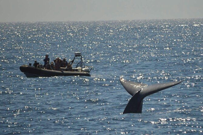 3-hour-guided-whale-and-dolphin-watching-experience-in-san-diego-2
