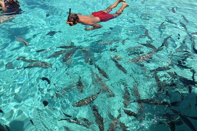 3-hour-private-snorkeling-in-marathon-florida-2