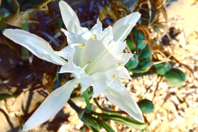 amazing-beach-hike-experience-of-paros