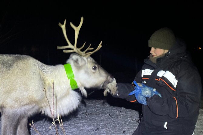 arctic-adventure-with-reindeer-and-northern-lights-hunt-1830-pm-2