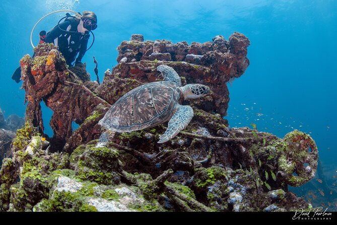 aruba-guided-night-dive-adventure-shallow-reefs-or-shipwrecks