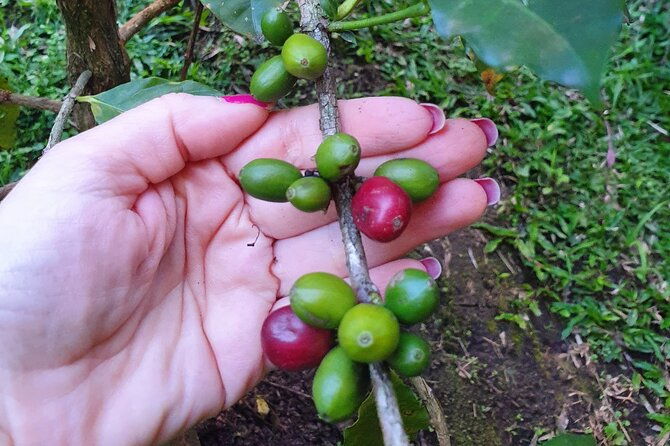 best-coffee-brewing-workshop-in-avoeden-cafe