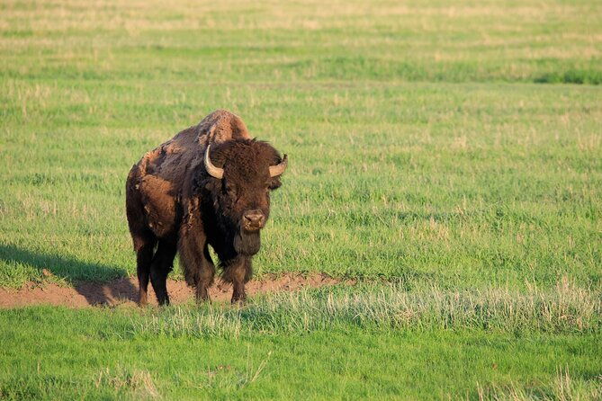 best-of-yellowstone-guided-tour-from-bozeman-private-tour