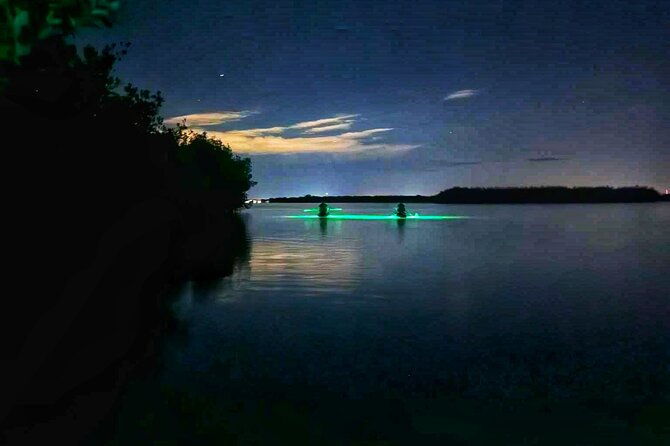 bioluminescent-comb-jelly-led-kayak-paddle-board-excursion