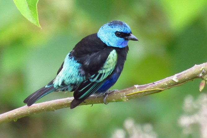 birding-nature-to-chicaque-cloud-forest-nature-reserve-2