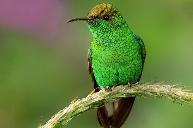 birding-the-monteverde-cloud-forest