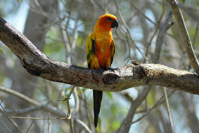 birdwatching-photography-experience-at-the-national-aviary-in-baru