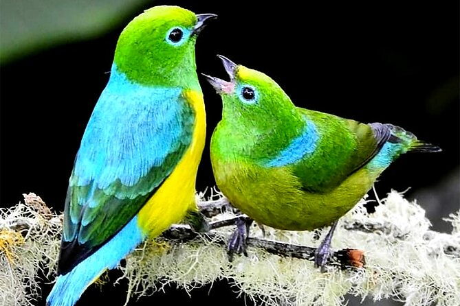 cali-birding-birds-of-the-cali-river-bird-watching