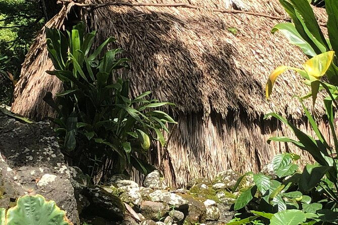 circle-island-tours-swim-with-turtlesprivate-small-group-tours-2