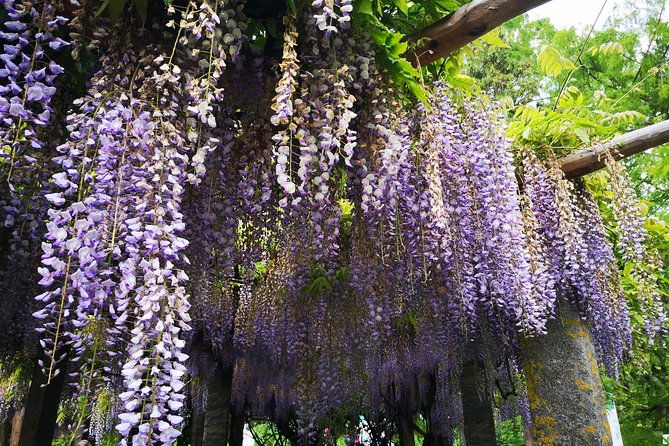 day-trip-flower-island-of-mainau-including-meersburg