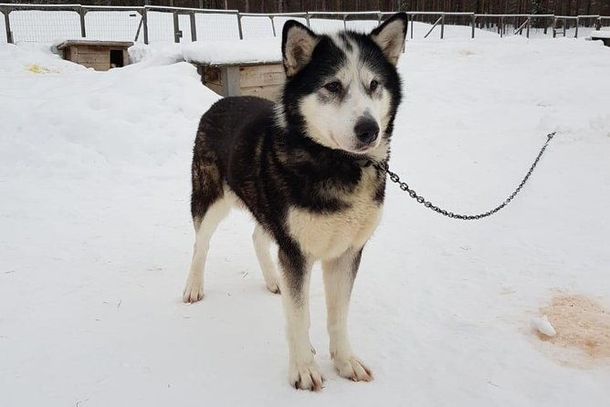 dogsled-adventure-kiruna