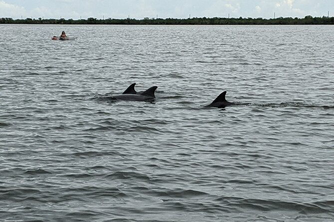 dolphin-and-manatee-clear-kayak-or-paddleboard-island-hop-tour