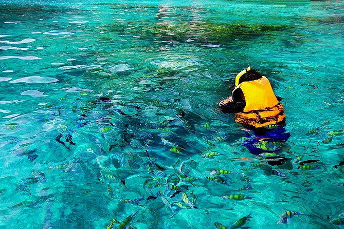 dolphin-sea-cave-captain-cook-kealakekua-bay-reef-snorkeling-2