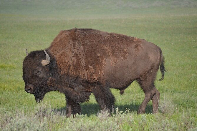 e-bike-tours-in-yellowstone-national-park