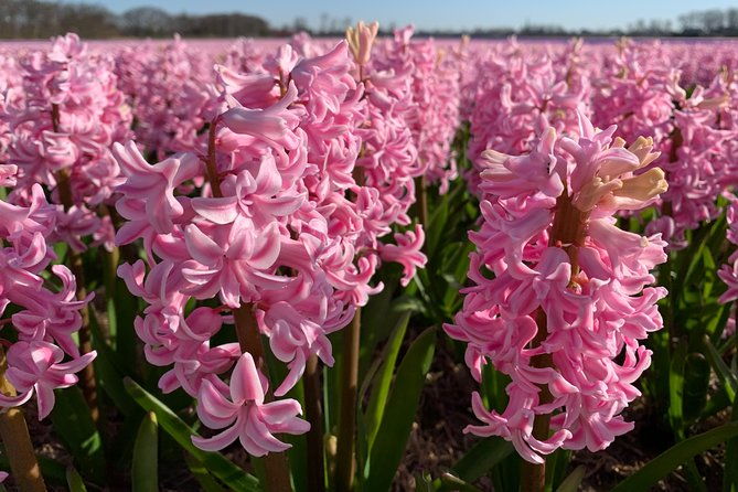enjoy-the-tulip-fields-by-bicycle-with-a-local-guide-tulip-bike-tour