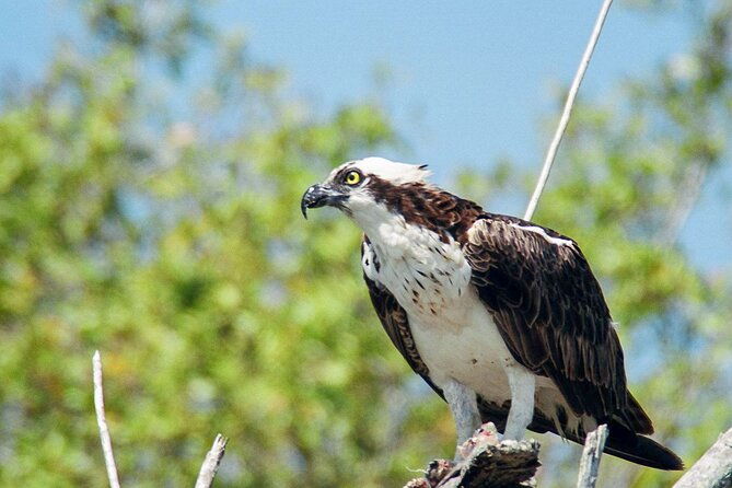 everglades-national-park-boat-tour