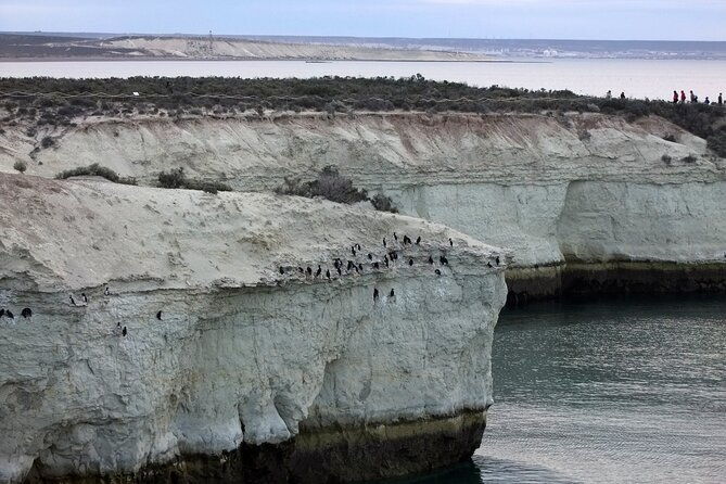 excursion-to-punta-loma-and-puerto-madryn-for-cruisers