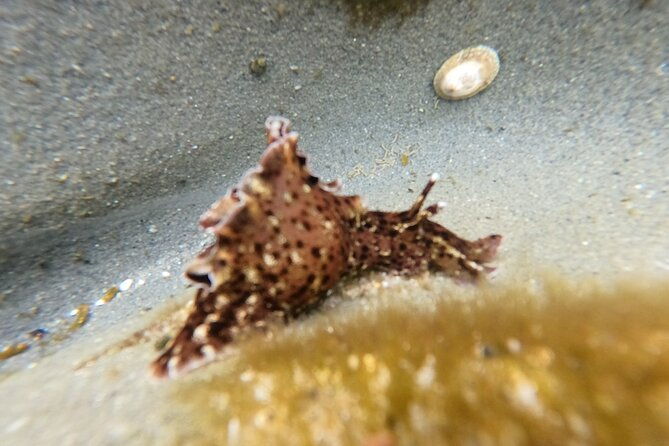 explore-san-diego-tide-pools-with-a-marine-biologist