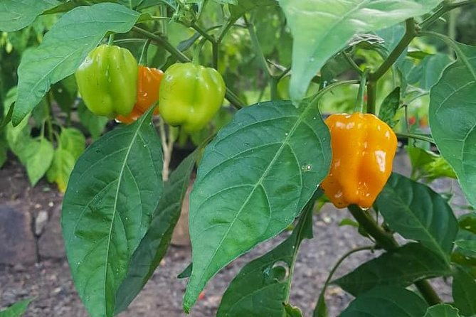 flavors-of-st-lucia-culinary-experience