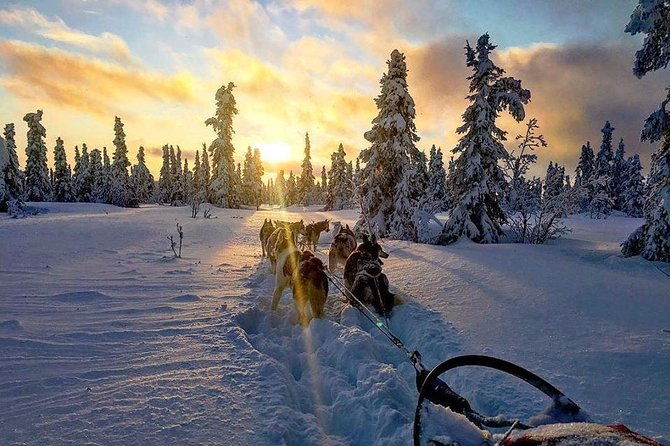 full-day-drive-your-own-dog-team-dog-sledding-tour