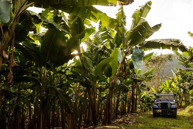 full-day-tour-of-cocora-valley-salento-and-coffee-farm-tour-from-pereira