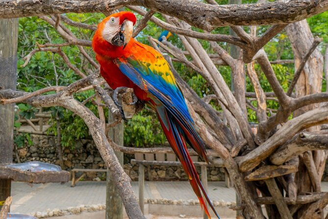 full-day-tour-to-the-playa-blanca-national-aviary-and-plankton