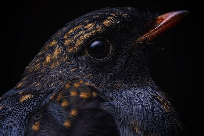 guided-bird-watching-tour-in-monteverde