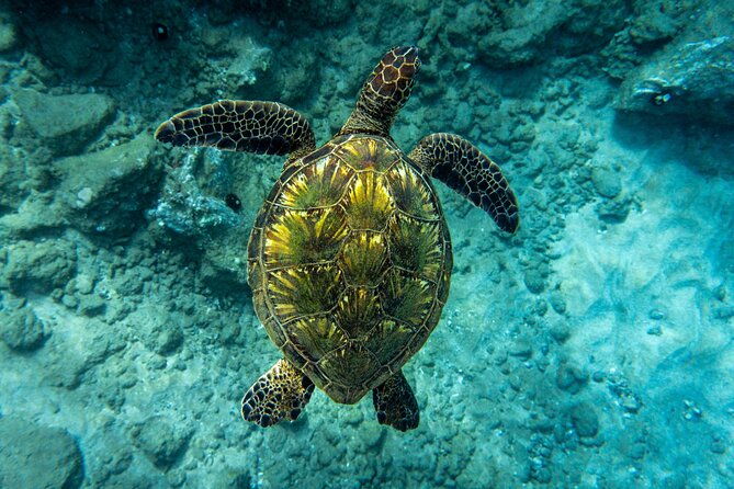 guided-turtle-town-snorkeling-tour-with-underwater-photos-2