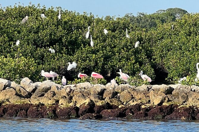 half-day-eco-and-dolphin-boat-tour-in-siesta-key