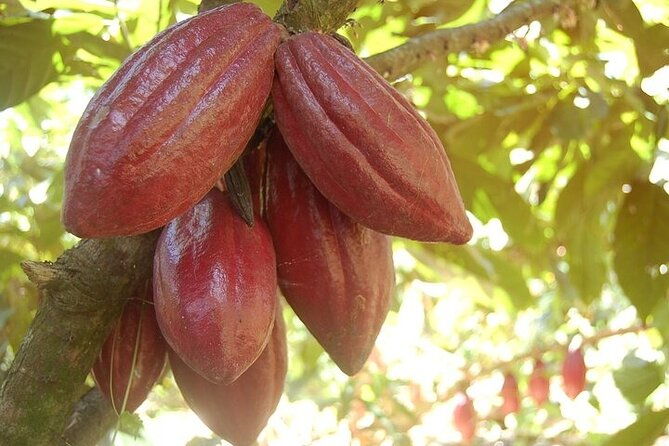 history-culture-gastronomy-and-local-artisans-half-day-tour