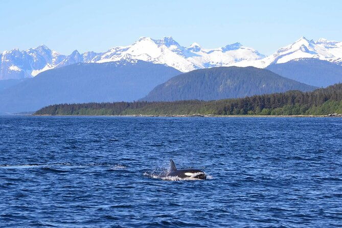icy-strait-whale-wildlife-endeavor