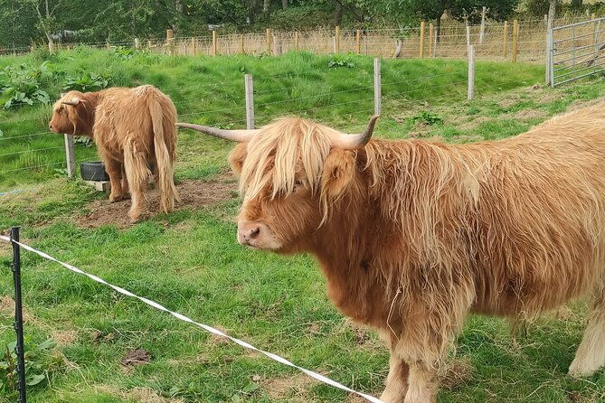 invergordon-shore-excursion-highland-bucket-list-tour-2