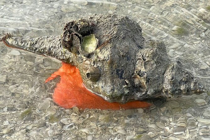 island-paradise-dolphin-shelling-birding-eco-boat-tour