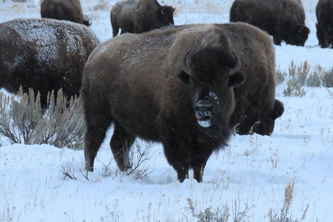 jackson-hole-grand-teton-park-half-day-wildlife-tour-afternoon
