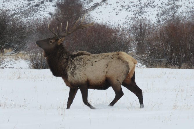 jackson-hole-grand-teton-park-half-day-wildlife-tour-morning