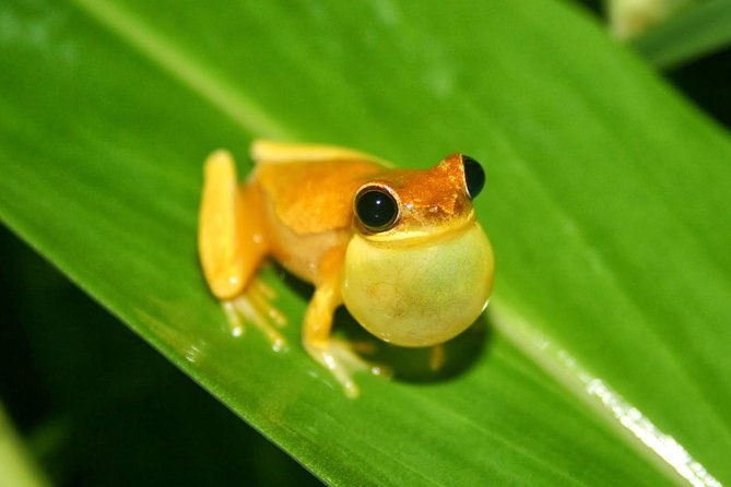 jungle-night-tour-manuel-antonio-2