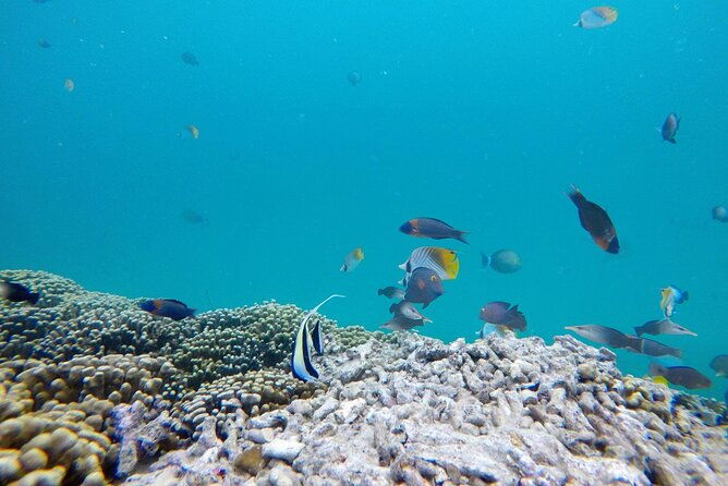 kaneohe-sandbar-snorkeling-tour-1st-tour