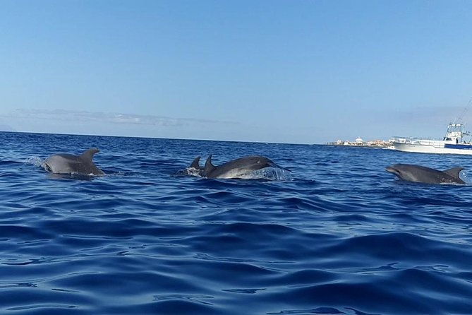 kayak-with-dolphin-turtle-watching-private-tour