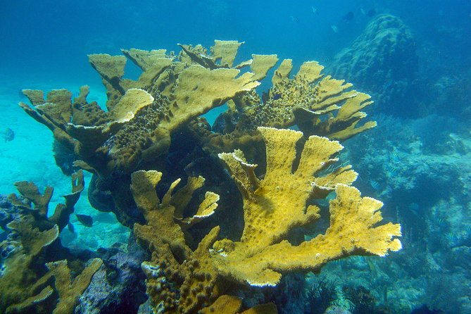 key-largo-snorkeling-tour-rental-mask-fins-and-vest-included