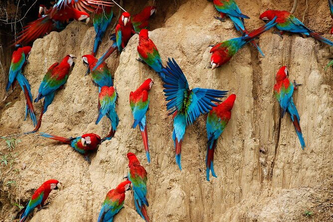 locally-guided-tambopata-amazon-jungle-tour-4-days