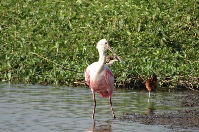 mangrove-tour-by-boat-birdwatching-fauna-and-flora-half-day