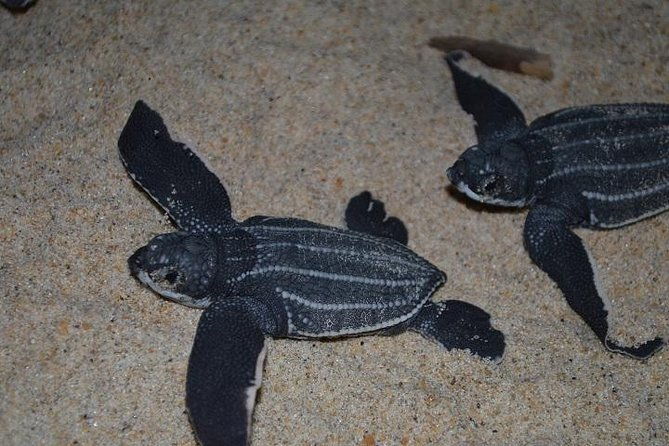 matura-beach-turtle-watching-experience