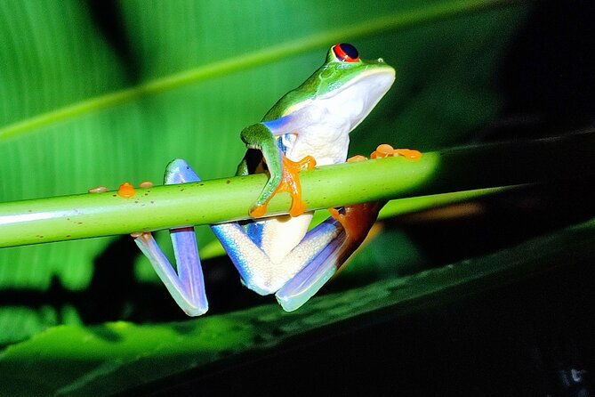 mesmerizing-night-walk-in-tortuguero